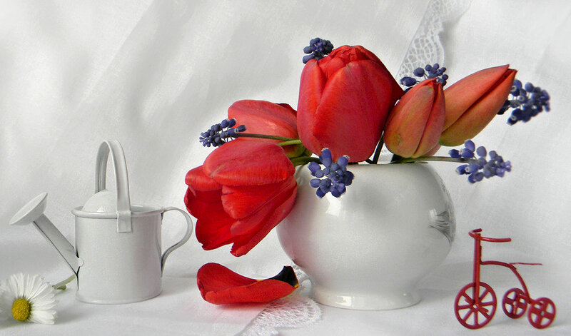 Red Tulips in Vase — White, Serene, Photograph