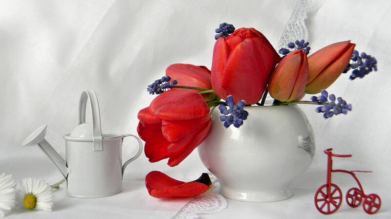 Red Tulips in Vase — White, Serene