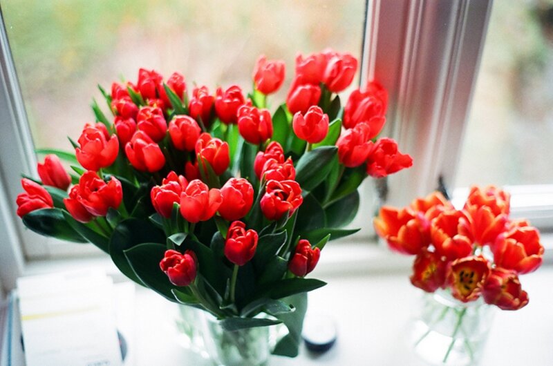 Red Tulips in Vases