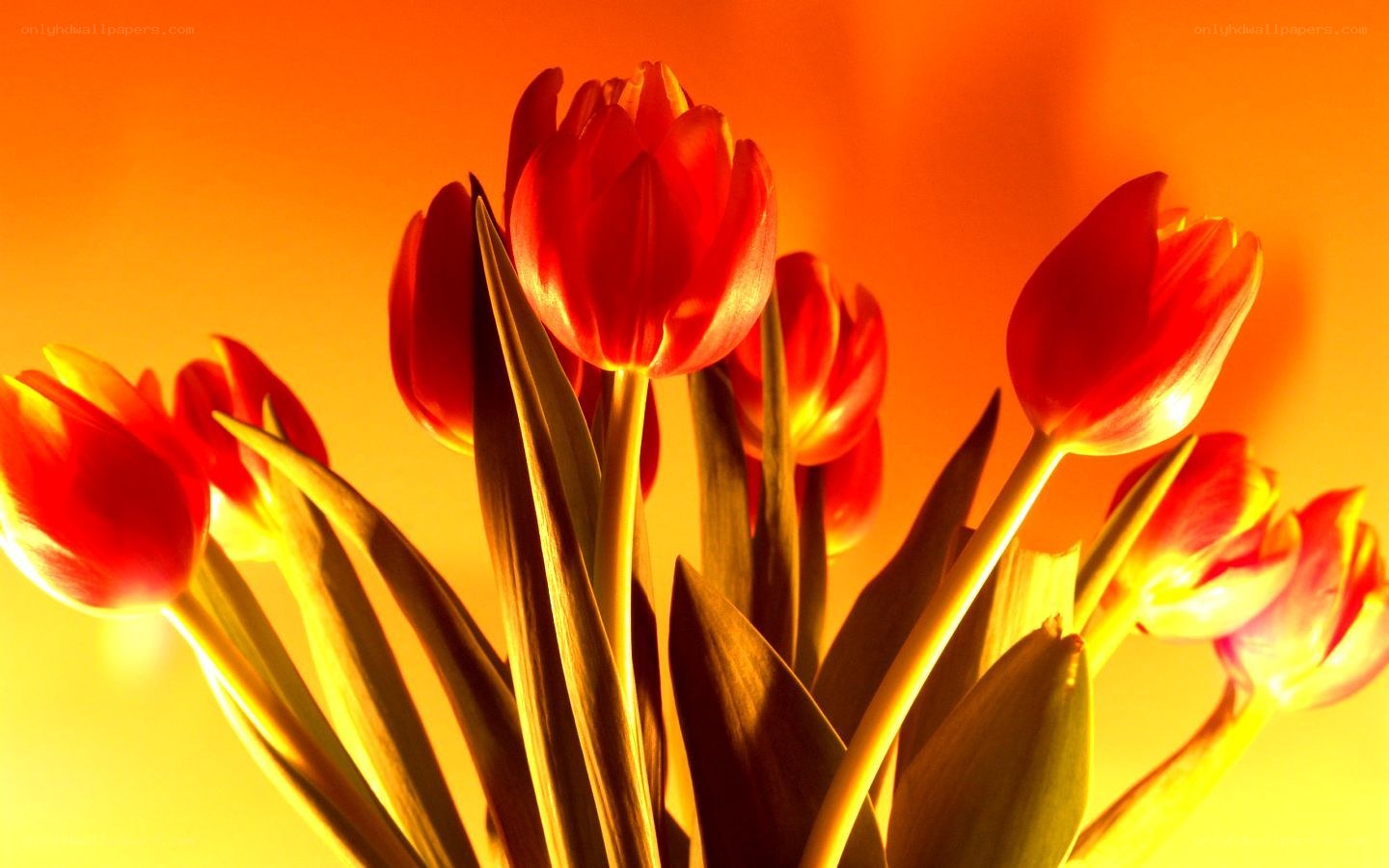 Red tulips in warm light