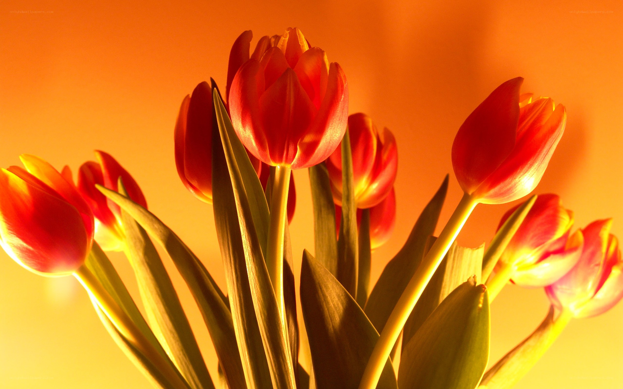 Red tulips in warm light