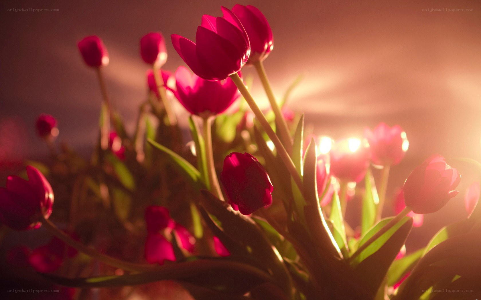 Red tulips in warm light
