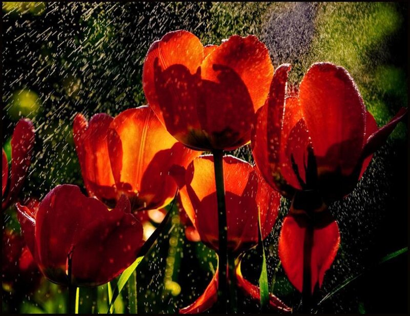 Red Tulips in Water Spray