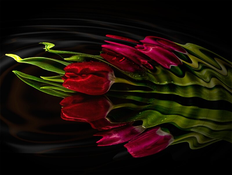 Red Tulips in Water