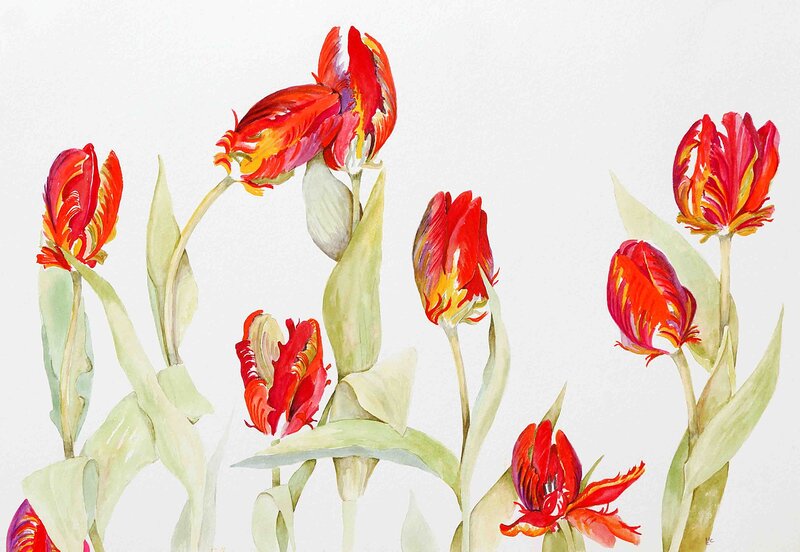 Red Tulips in Watercolor