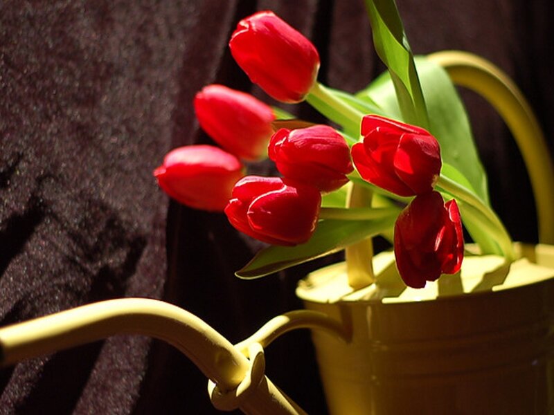 Red Tulips in Watering Can