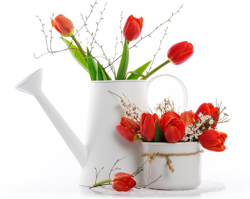 Red Tulips in Watering Can — White