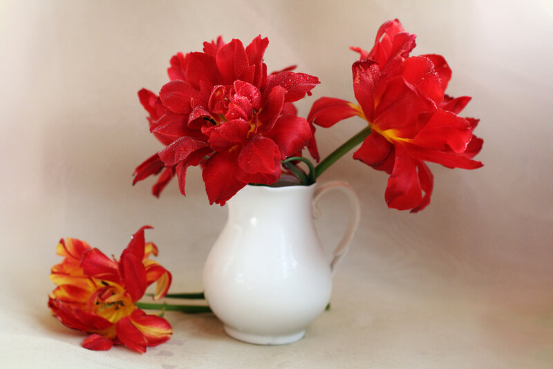 Red Tulips in White Pitcher — Calm