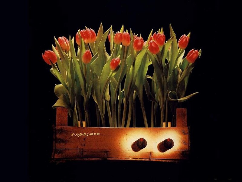 Red Tulips in Wooden Box