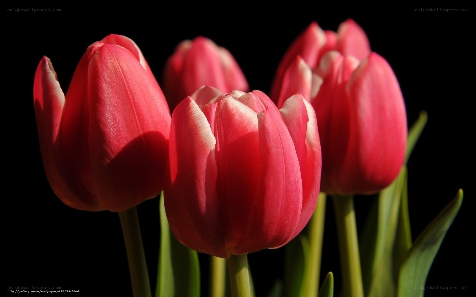 Red tulips on black background