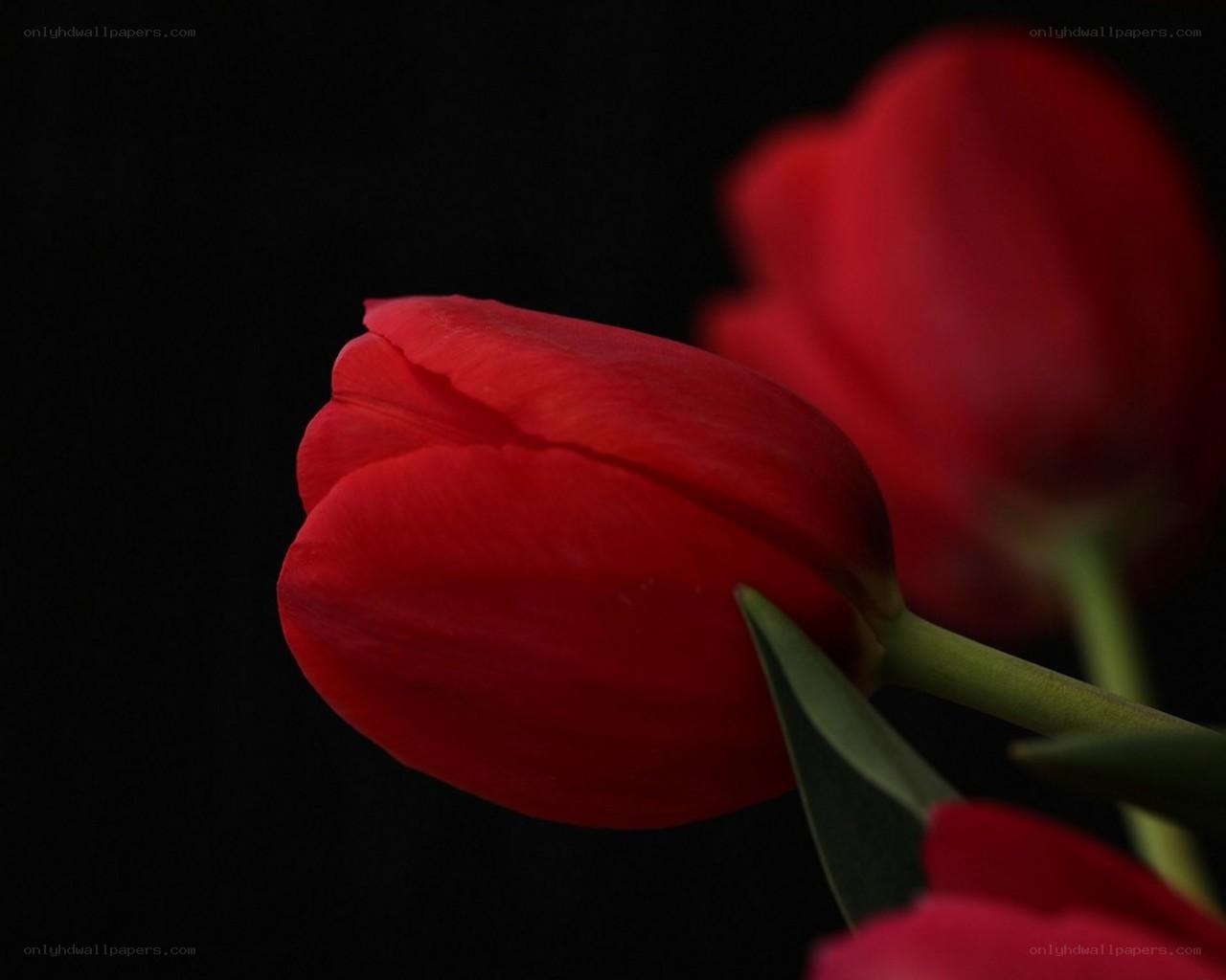 Red tulips on black background