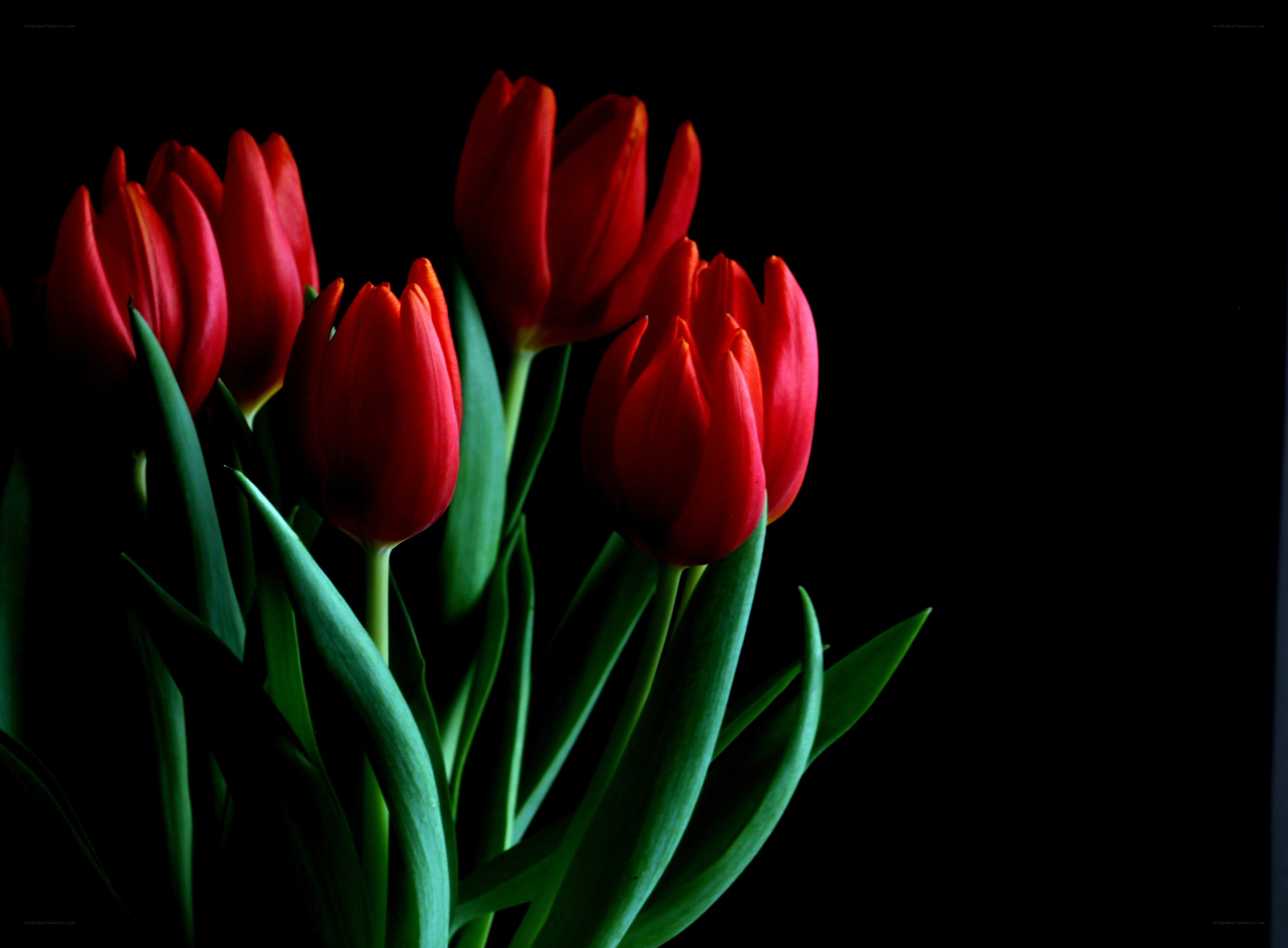 Red tulips on black background