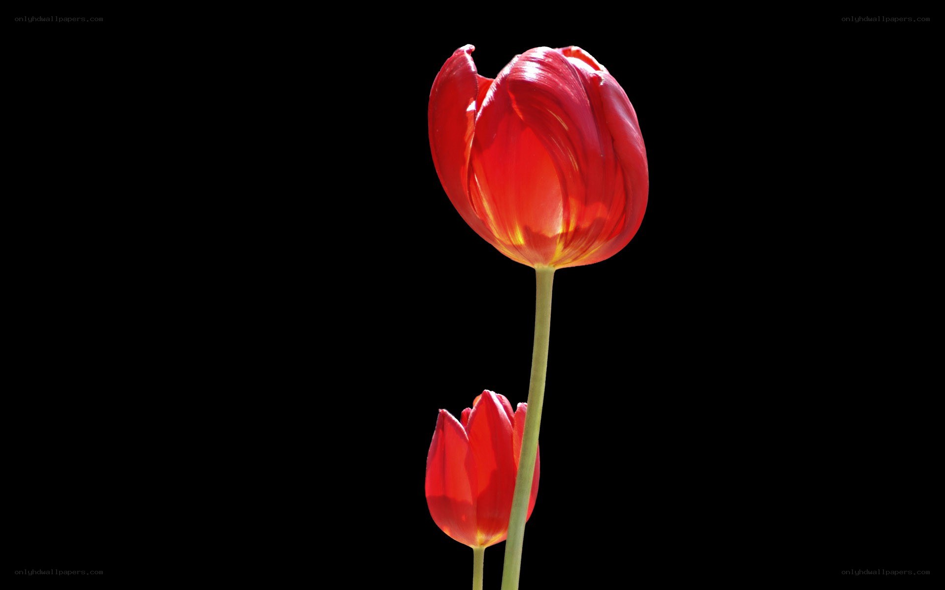 Red tulips on black background
