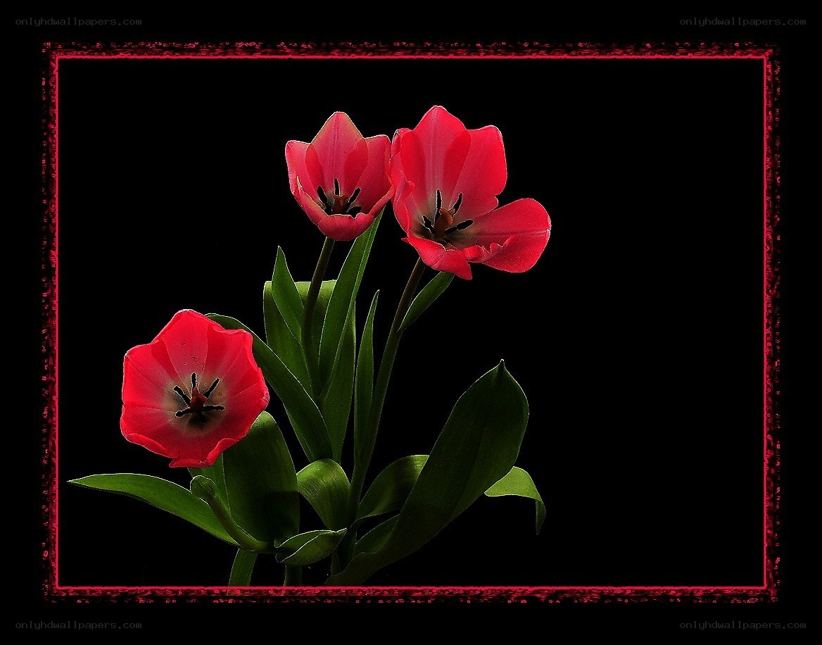 Red tulips on black background