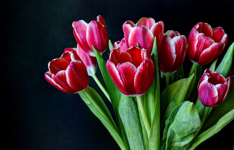 Red tulips on black background