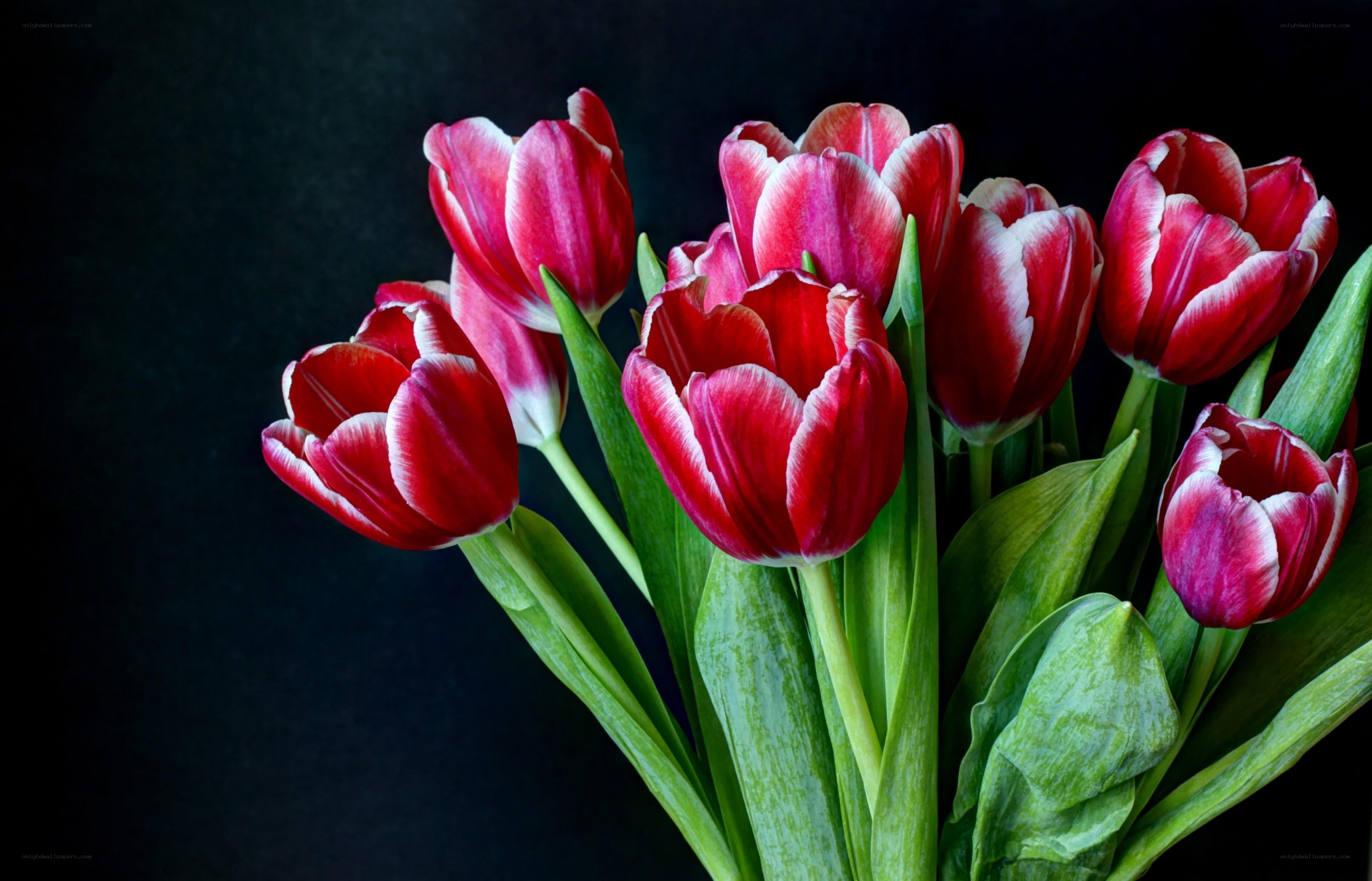 Red tulips on black background