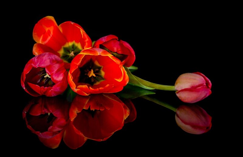 Red Tulips on Black — Dramatic, Photograph, Bloom