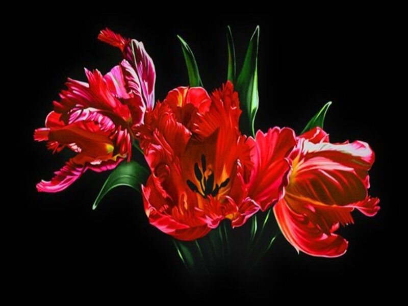 Red Tulips on Black — Dramatic, Photograph, Flowers
