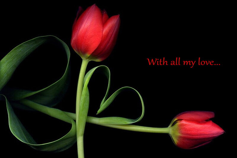 Red Tulips on Black — Dramatic, Photograph