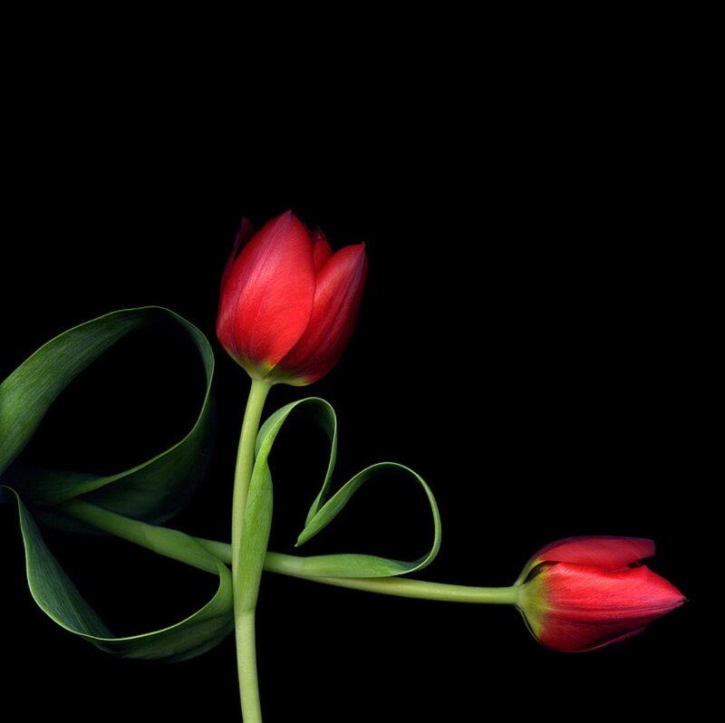 Red Tulips on Black — Dramatic