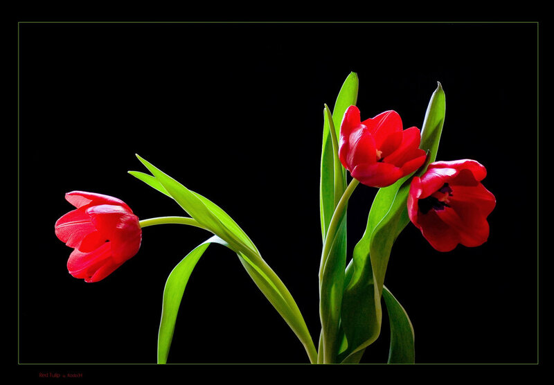 Red Tulips on Black