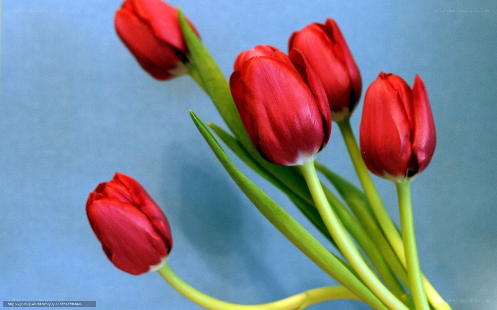Red tulips on blue background