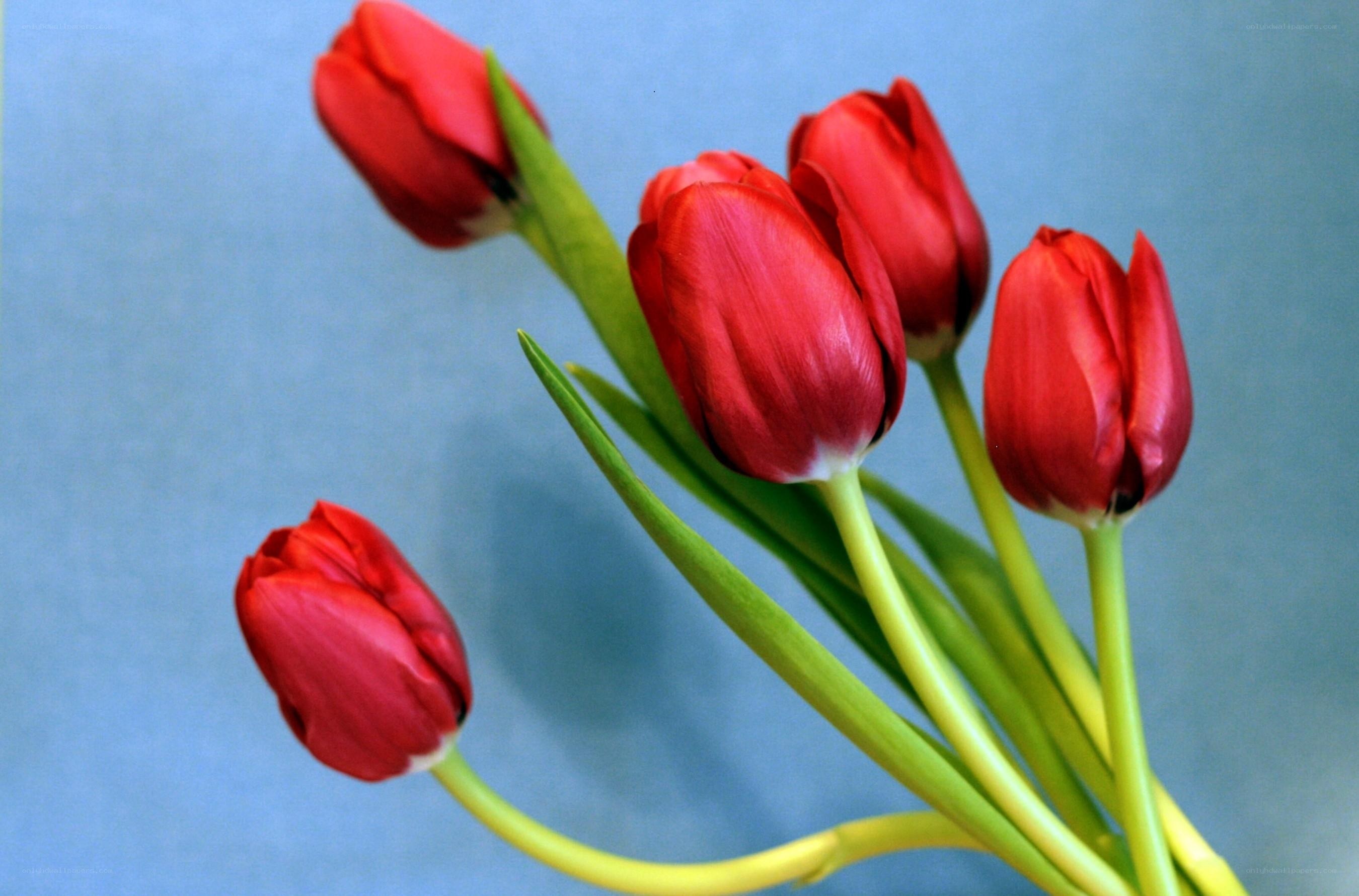 Red tulips on blue background