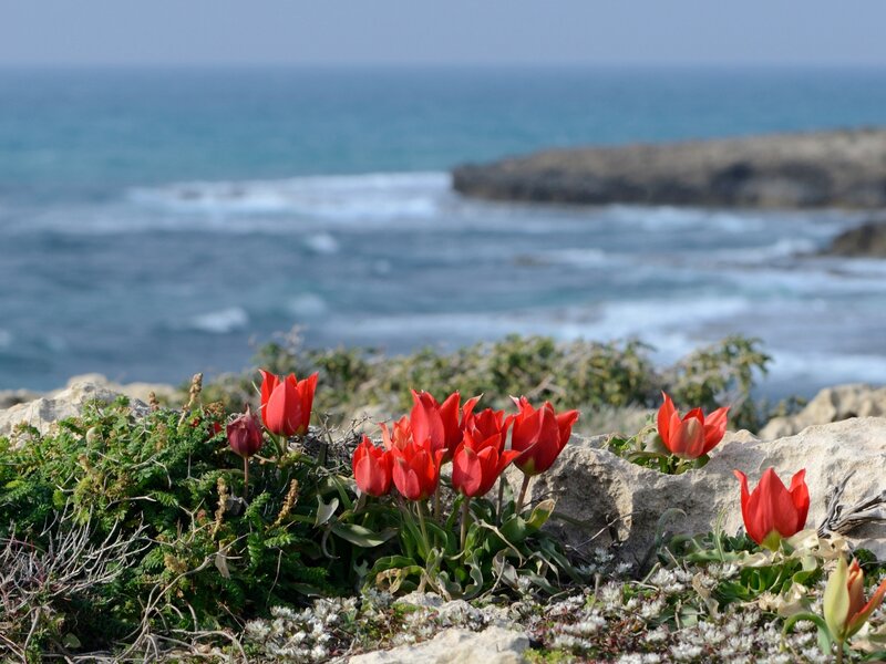 Red Tulips on Cliff