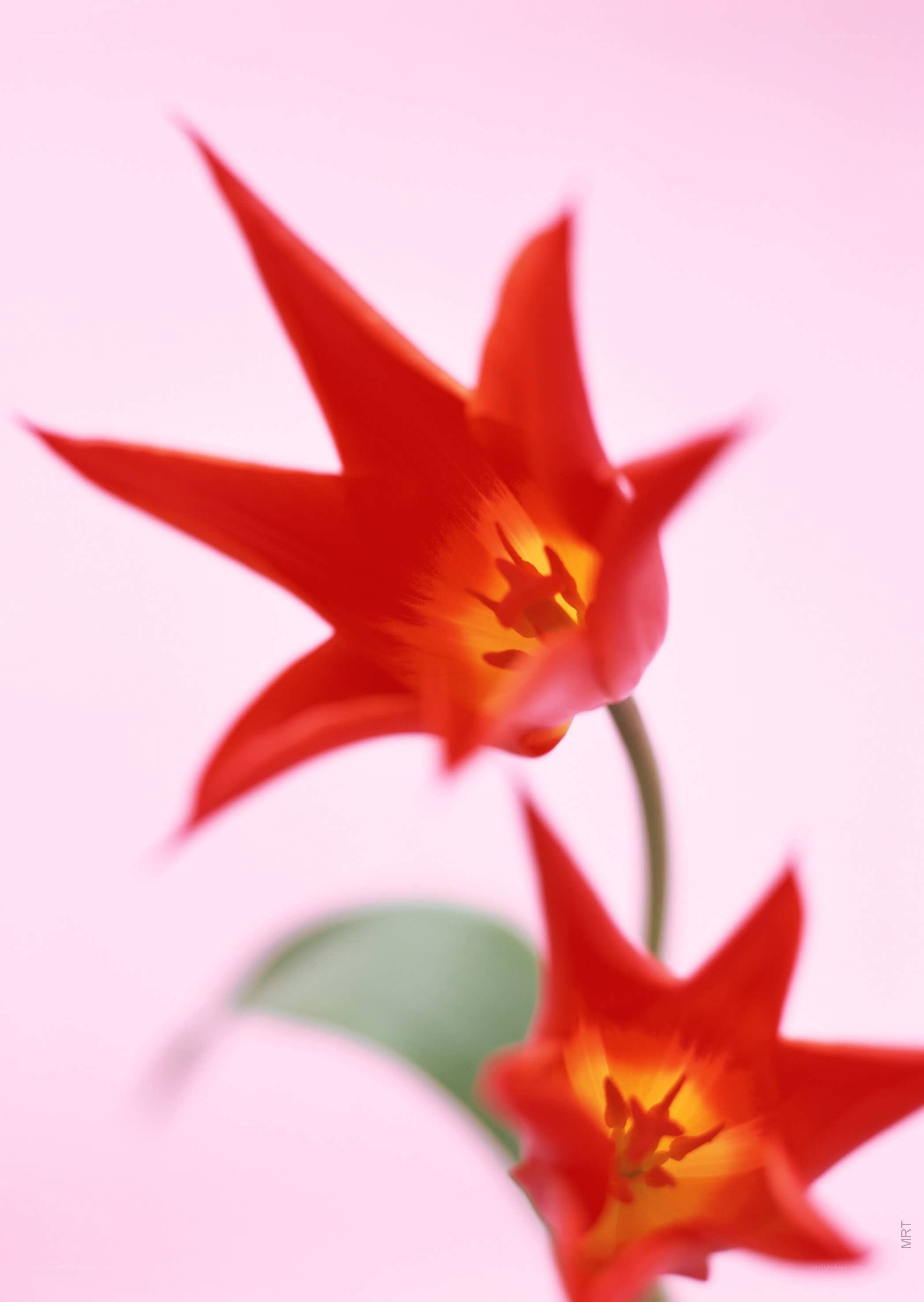 Red tulips on pink background