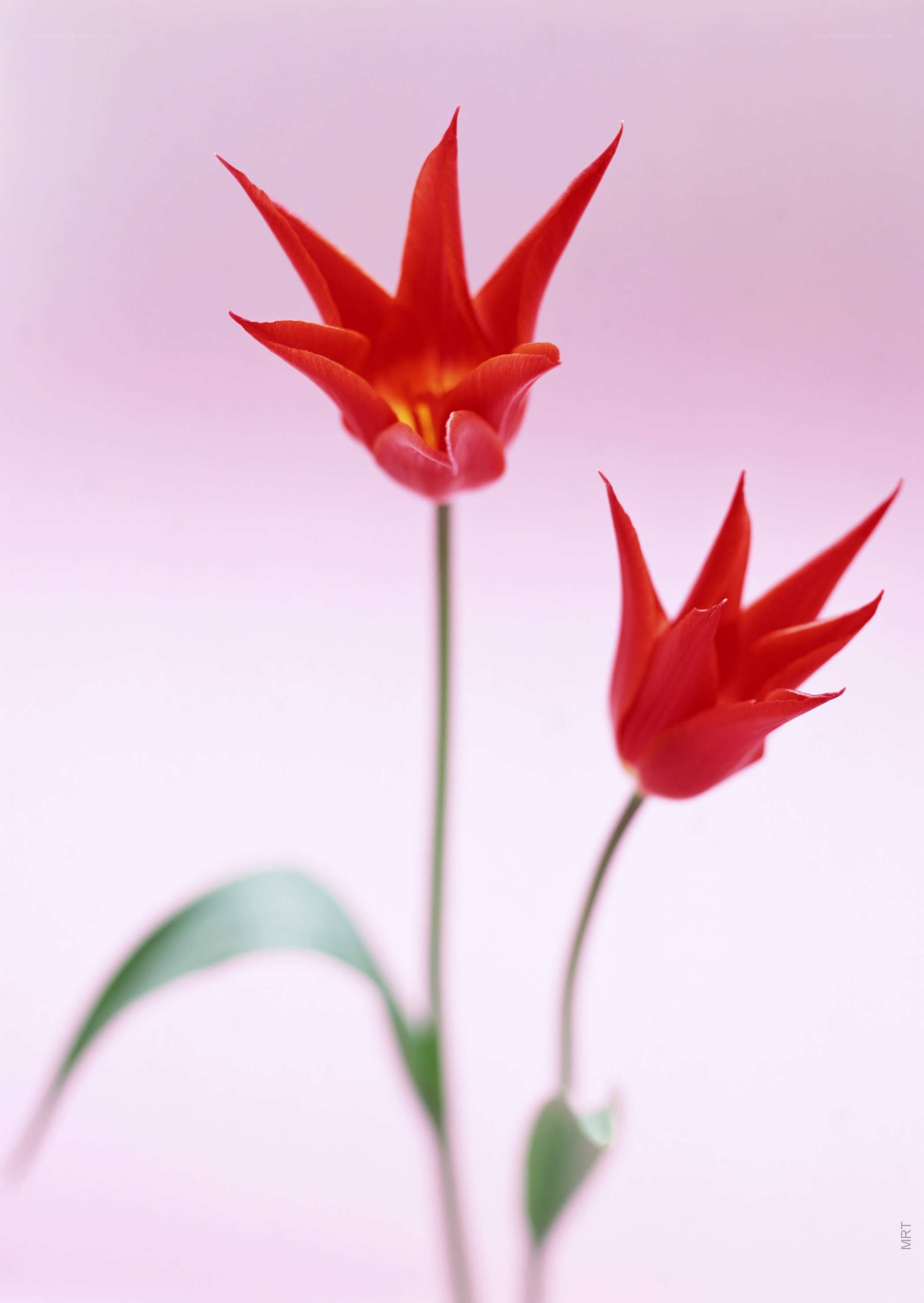 Red tulips on pink background