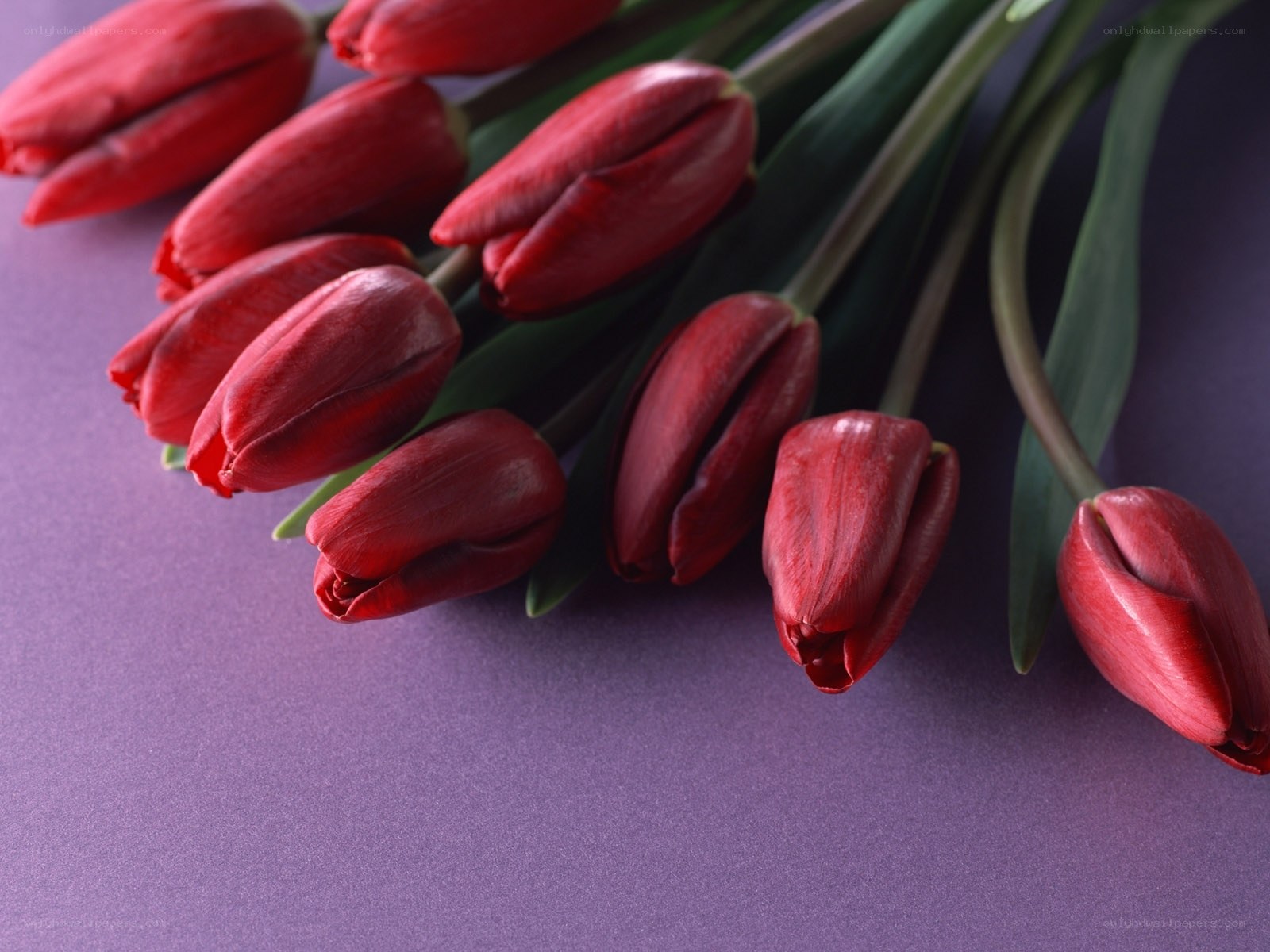 Red tulips on purple background