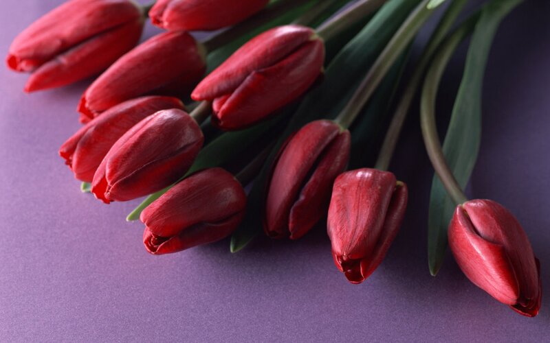 Red Tulips on Purple — Calm