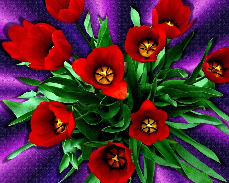 Red tulips on purple fabric