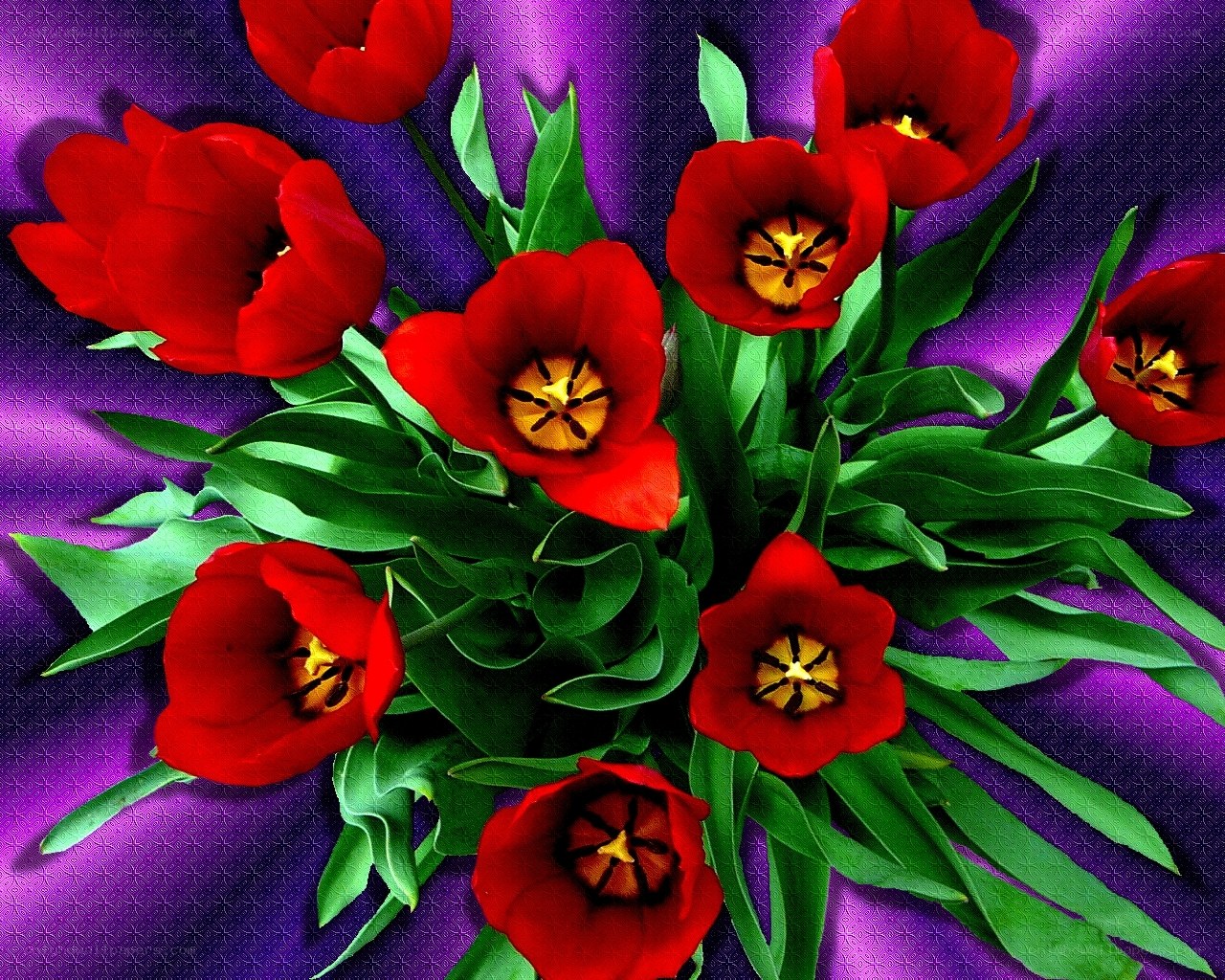 Red tulips on purple fabric