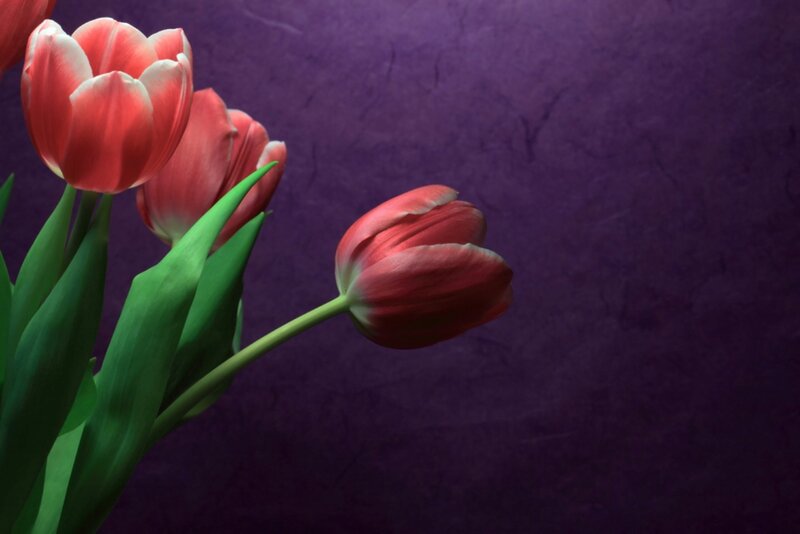 Red Tulips on Purple