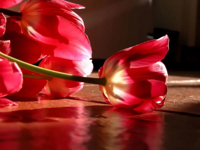 Red Tulips on Table — Dramatic