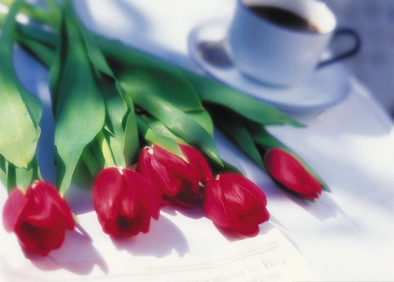 Red Tulips on Table