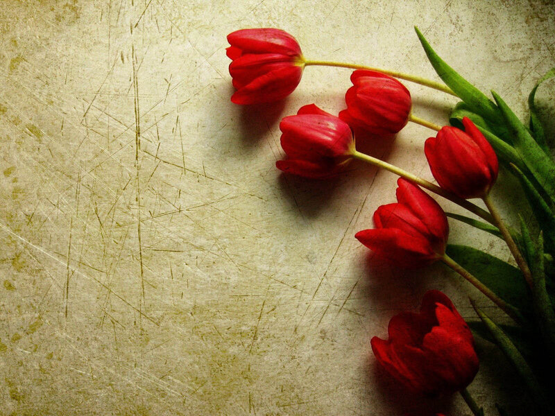 Red Tulips on Textured Surface — Calm, Photograph