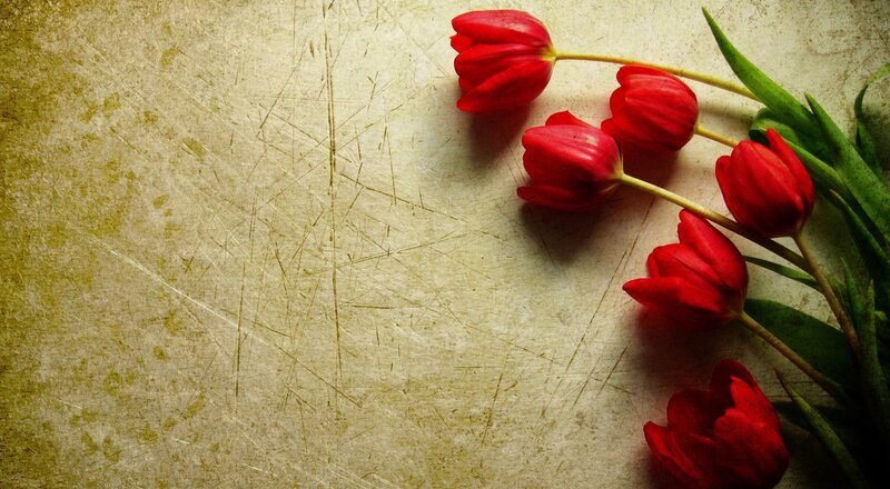 Red Tulips on Textured Surface — Calm