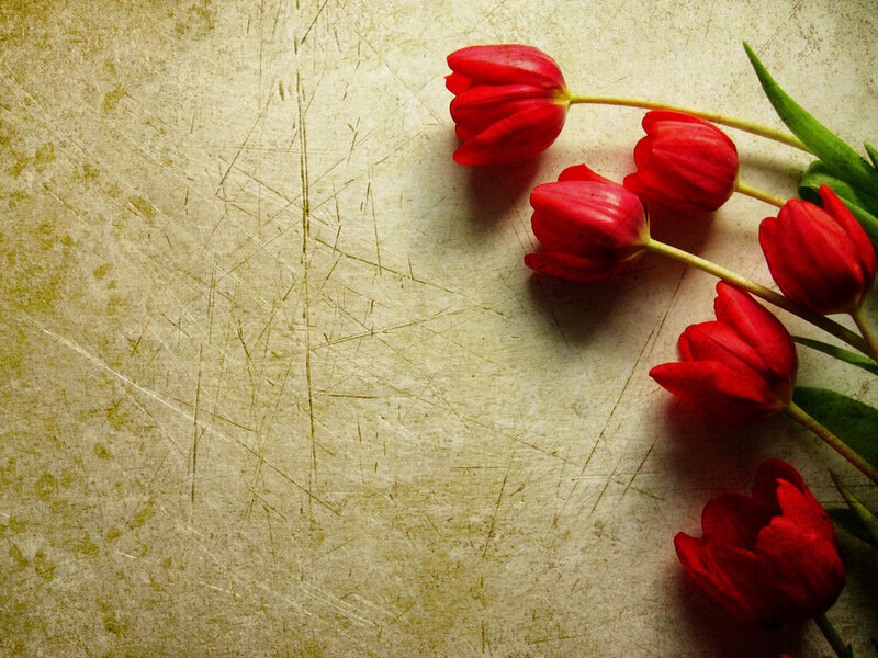 Red Tulips on Textured Surface