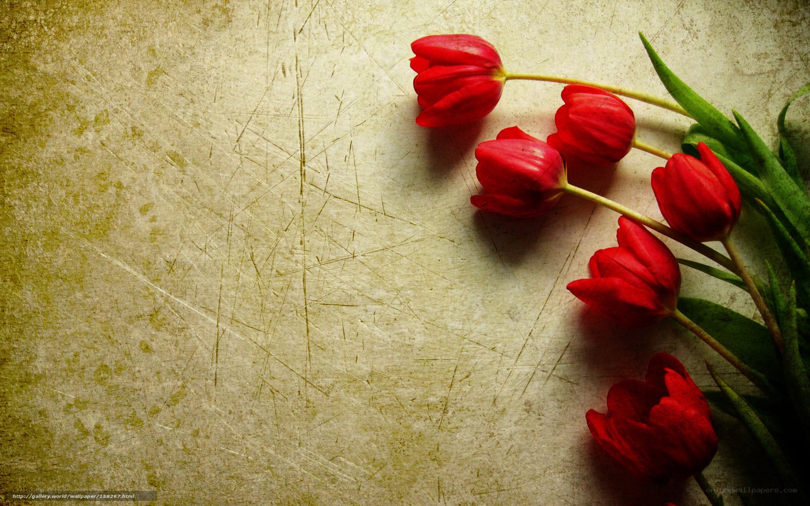Red tulips on vintage background