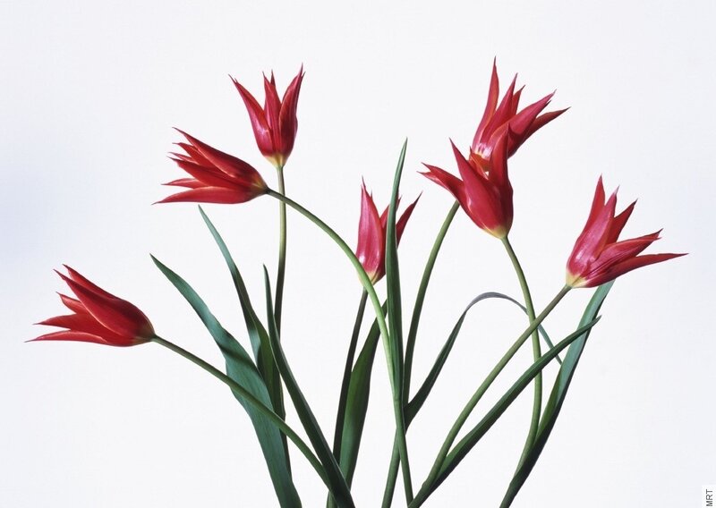 Red tulips on white background