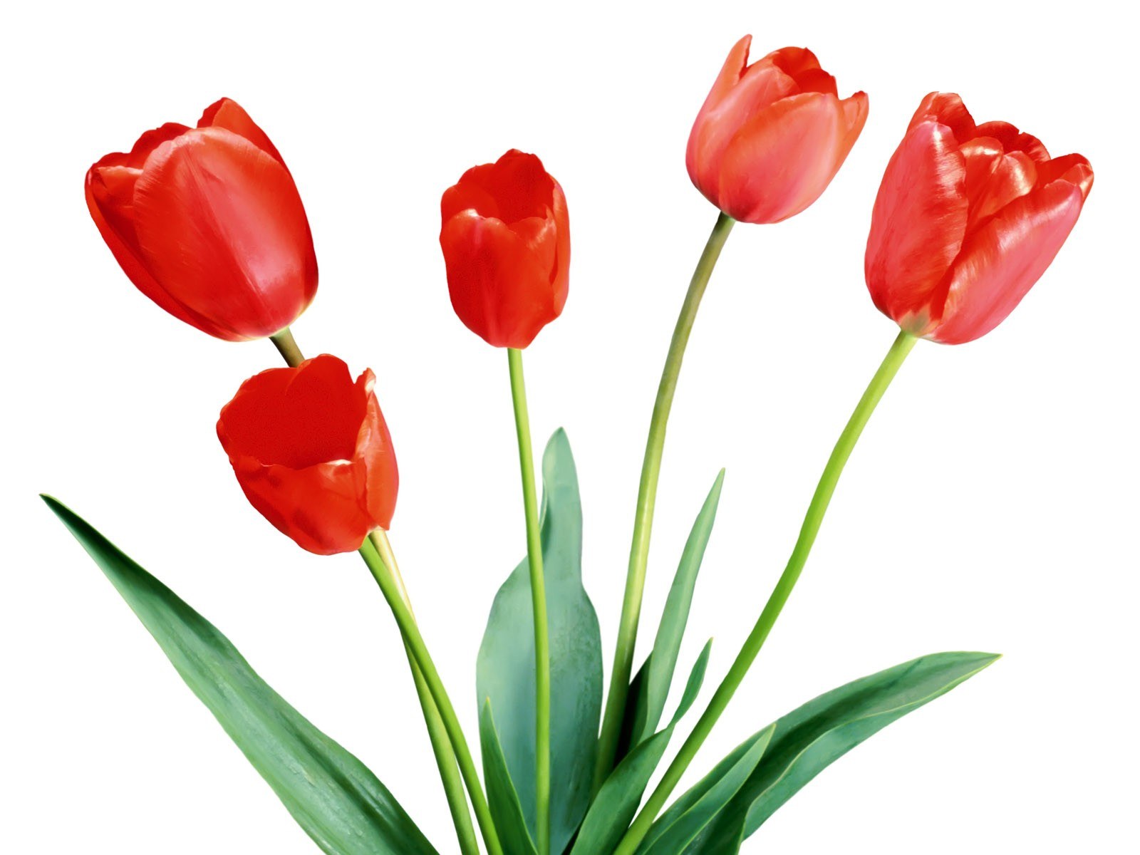 red tulips on white background