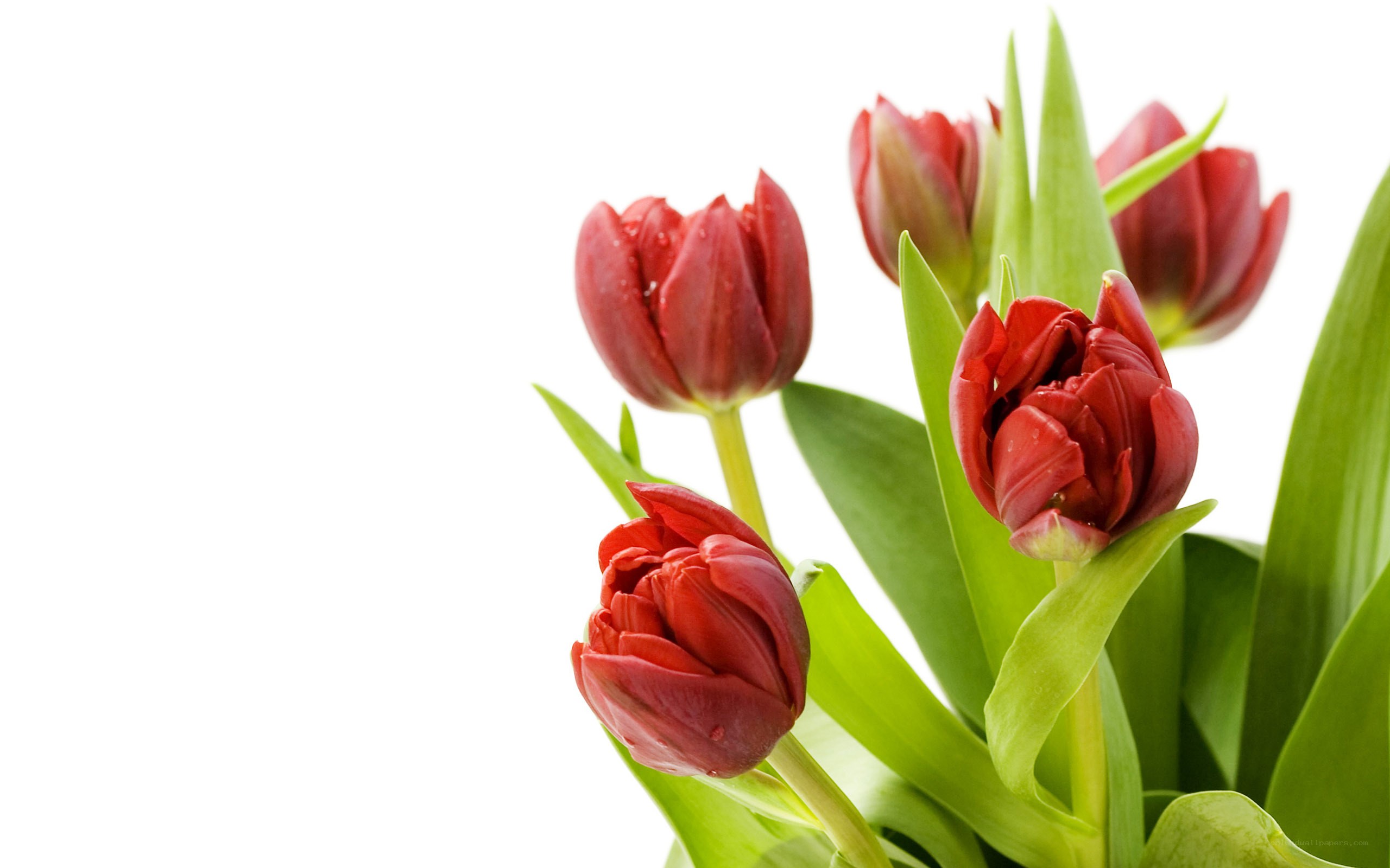Red tulips on white background