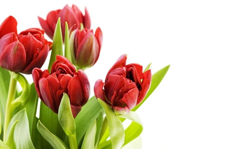 Red tulips on white background