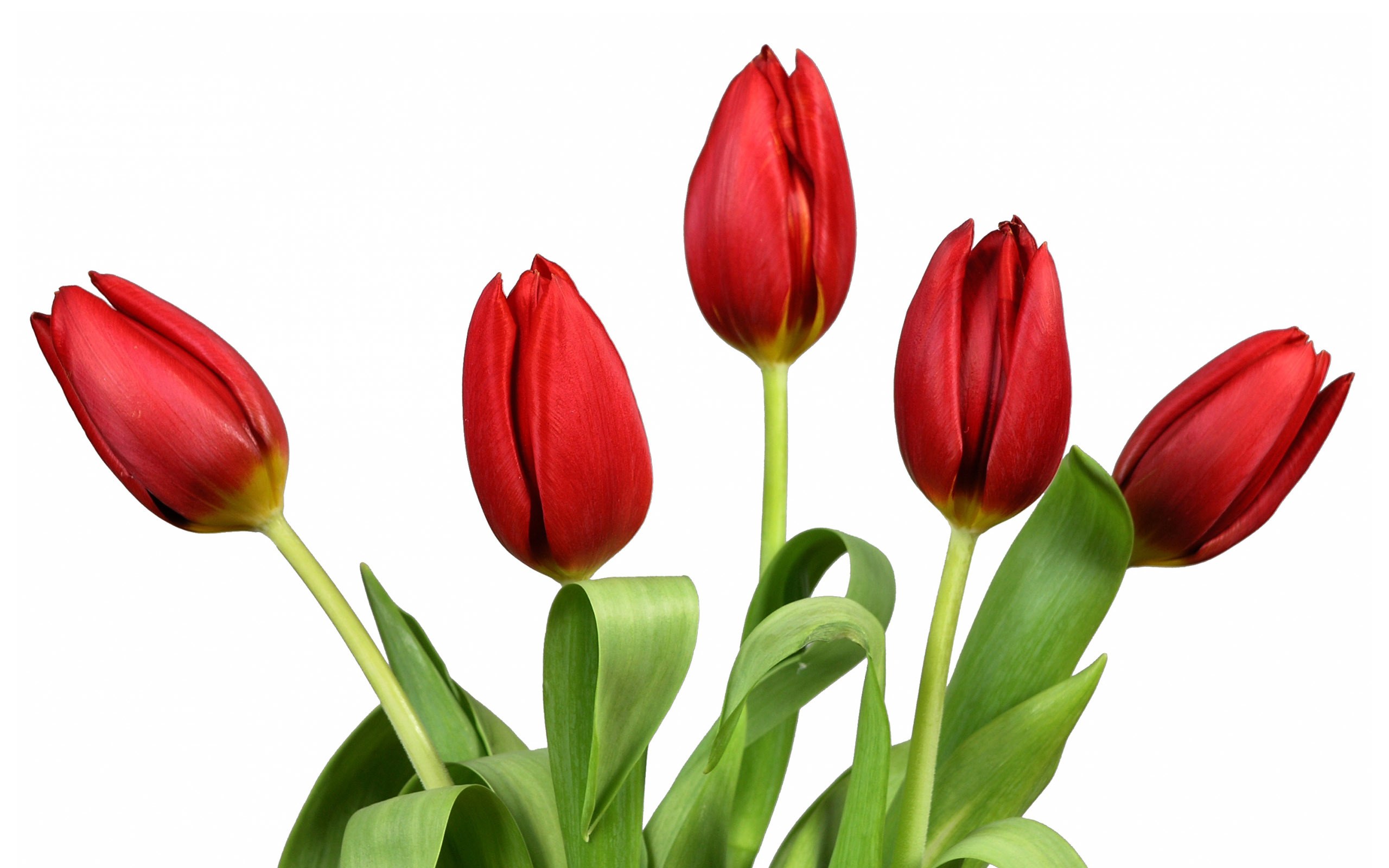 red tulips on white background
