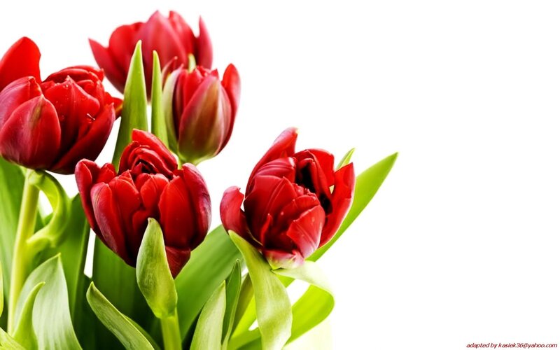 Red tulips on white background
