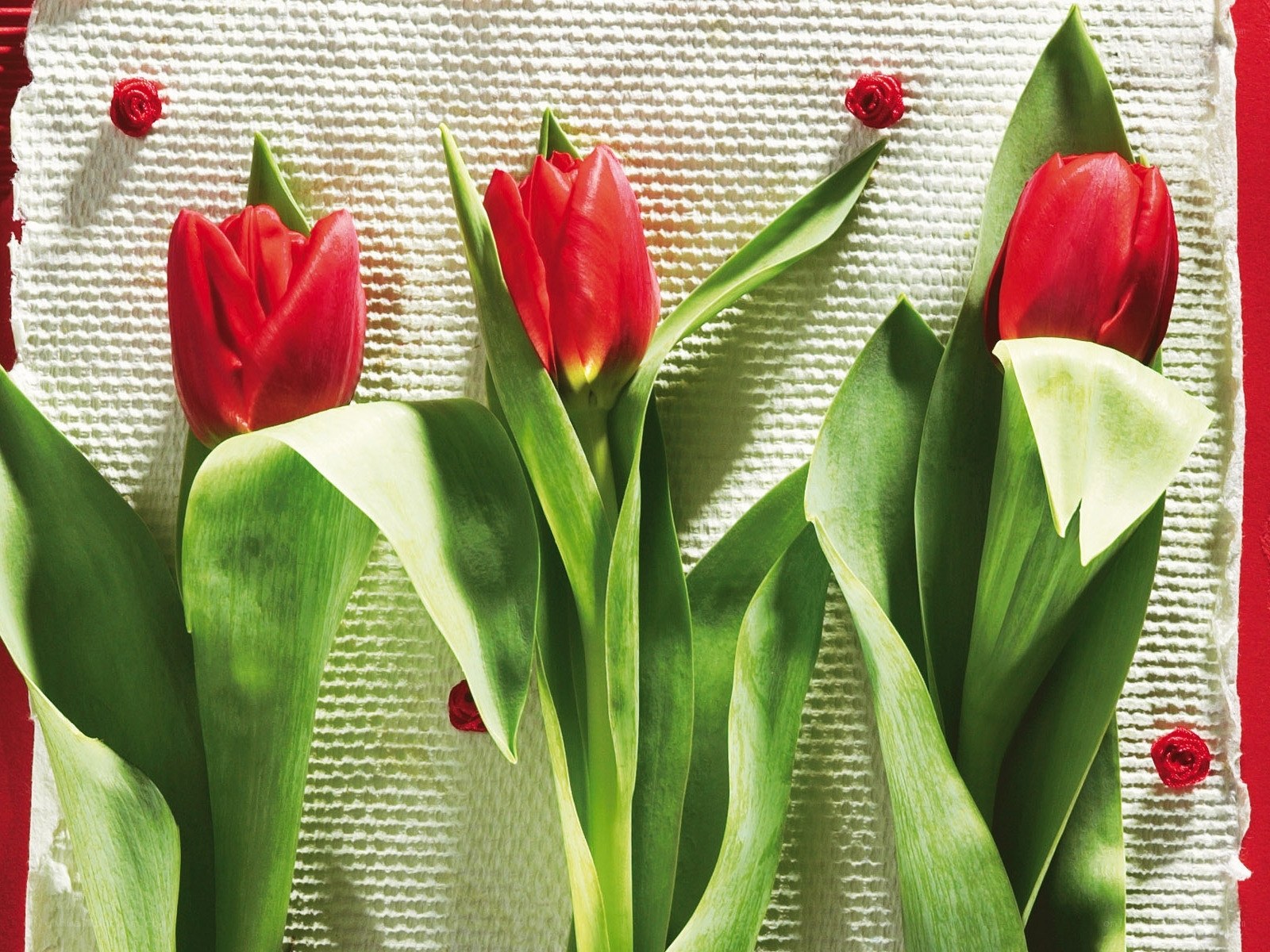 Red tulips on white cloth