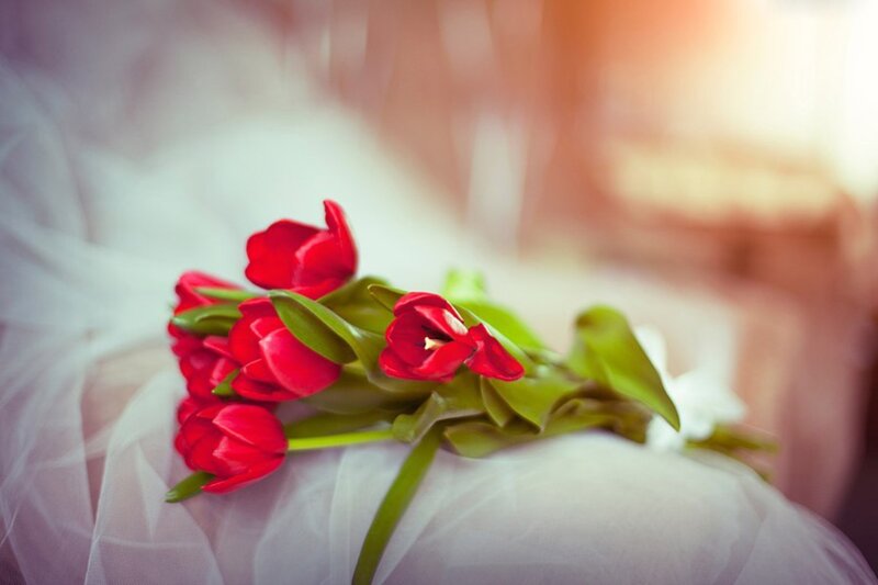 Red Tulips on White Fabric — Serene