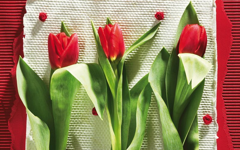 Red tulips on white fabric
